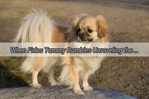 When Fidos Tummy Rumbles Unraveling the Mystery of Vomiting in Canine Intestinal Obstructions